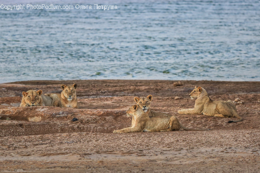 Animal, Lion, Wildlife, Zoo, Adorable
