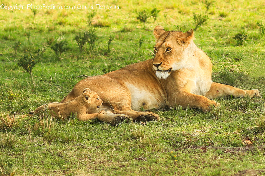 Animal, Lion, Wildlife, Zoo, Grassland