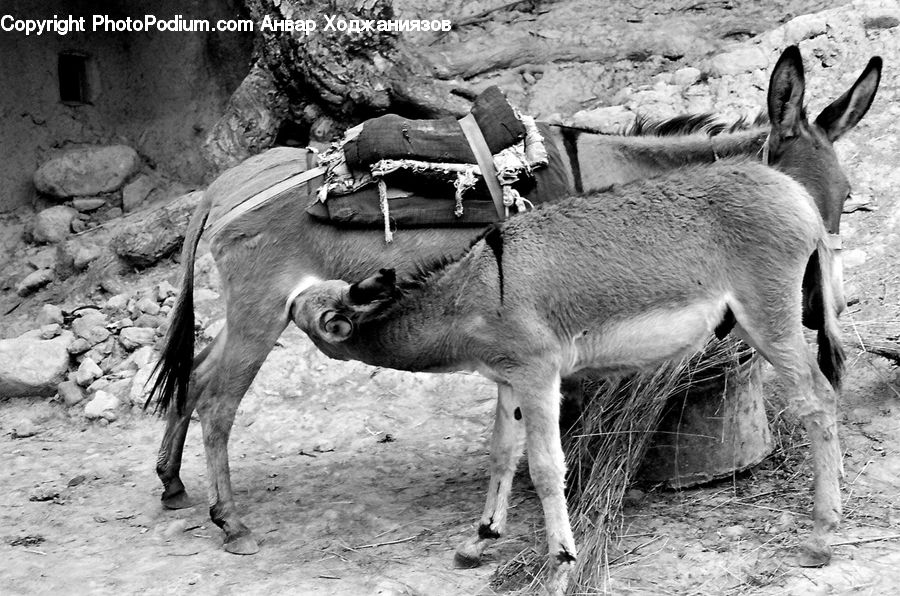 Animal, Donkey, Zoo, Antelope, Gazelle, Impala, Colt Horse