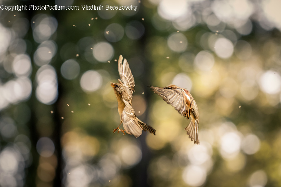 Bird, Finch, Arachnid, Garden Spider, Insect