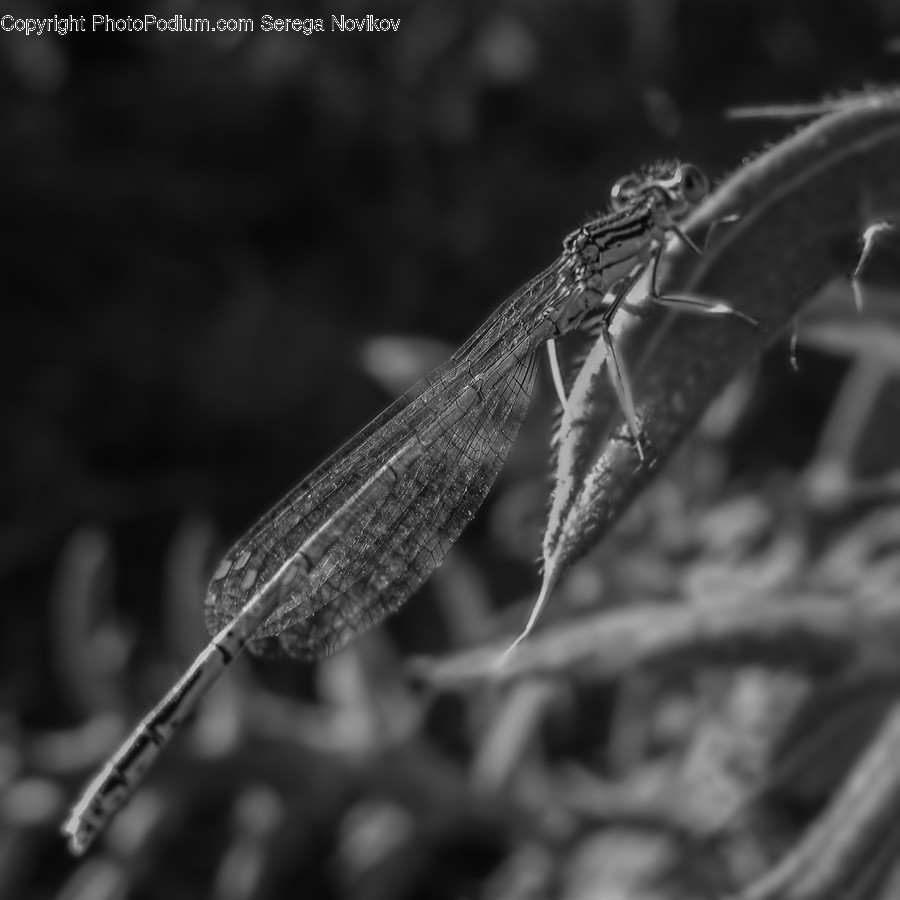 Insect, Invertebrate, Mosquito, Asilidae, Anisoptera