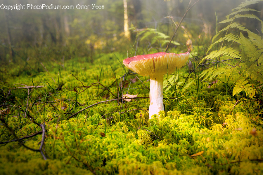 Agaric, Amanita, Fungus, Mushroom, Plant