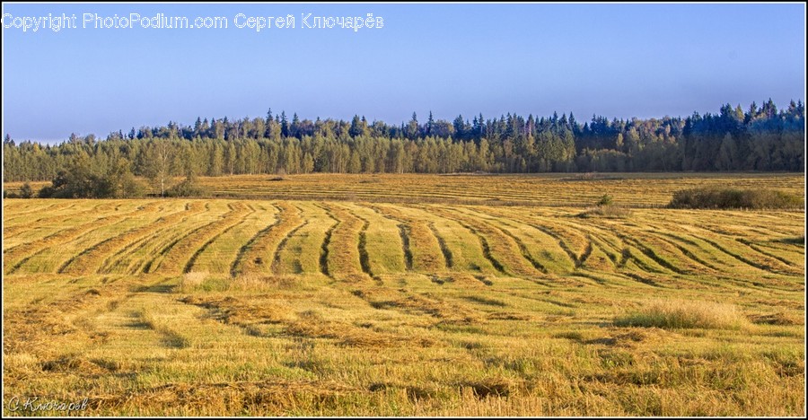 Field, Grass, Grassland, Land, Outdoors