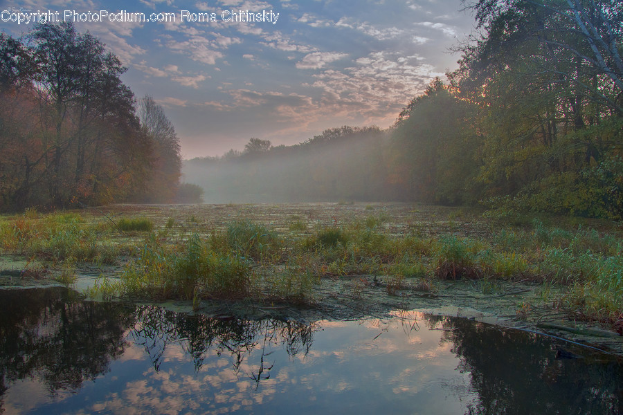 Land, Marsh, Outdoors, Swamp, Water