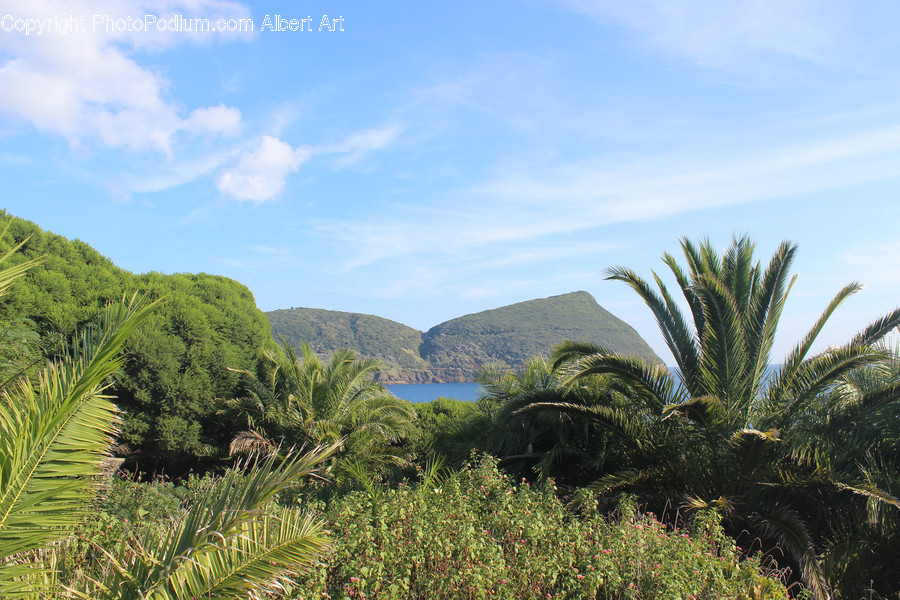 Palm Tree, Plant, Tree, Conifer, Fir