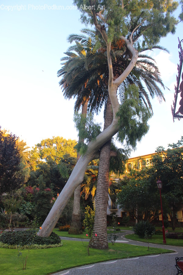 Palm Tree, Plant, Tree, Conifer, Wood
