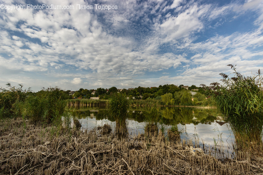 Land, Marsh, Outdoors, Swamp, Water