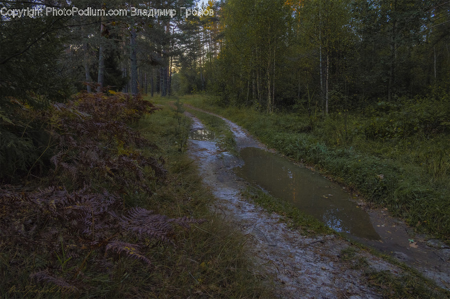 Dirt Road, Gravel, Road, Creek, Outdoors