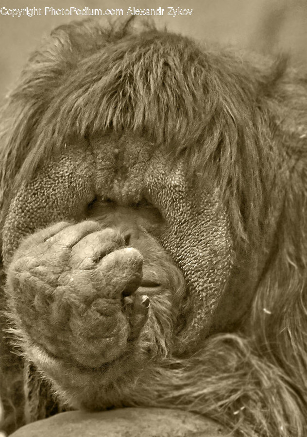 Animal, Ape, Mammal, Monkey, Adorable