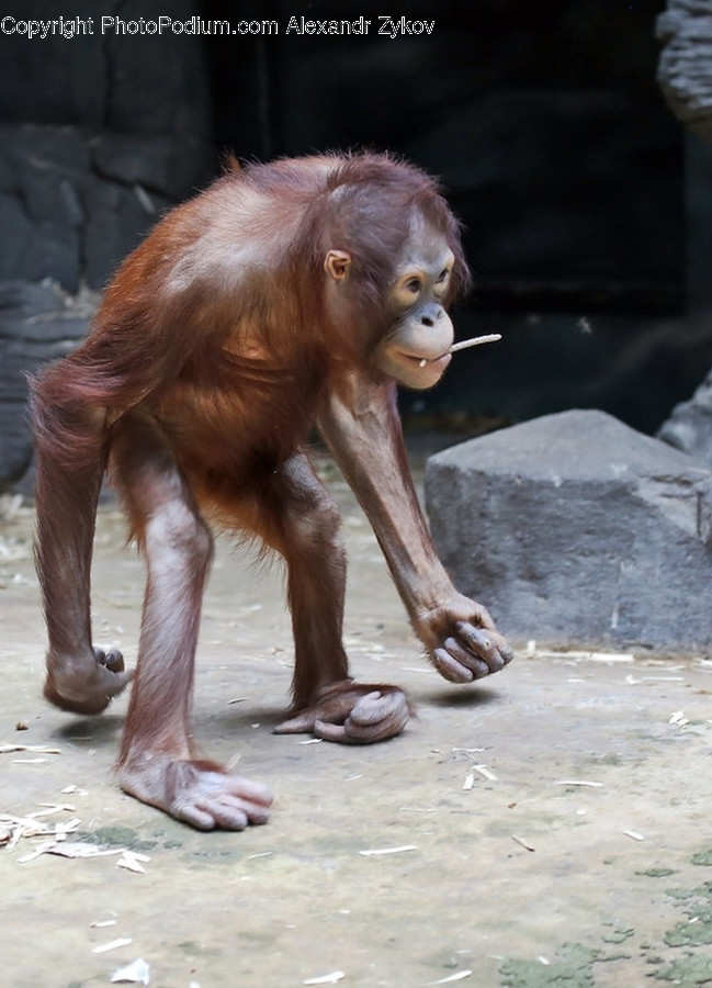 Animal, Mammal, Monkey, Orangutan