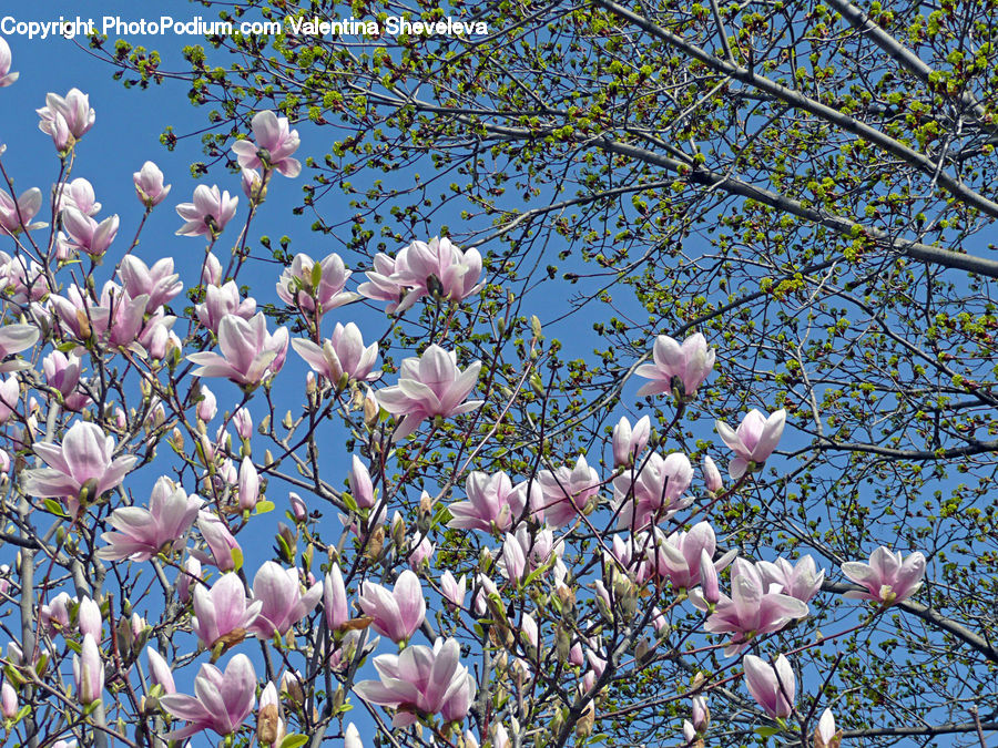 Blossom, Flora, Flower, Plant, Cherry Blossom, Cosmos, Crocus