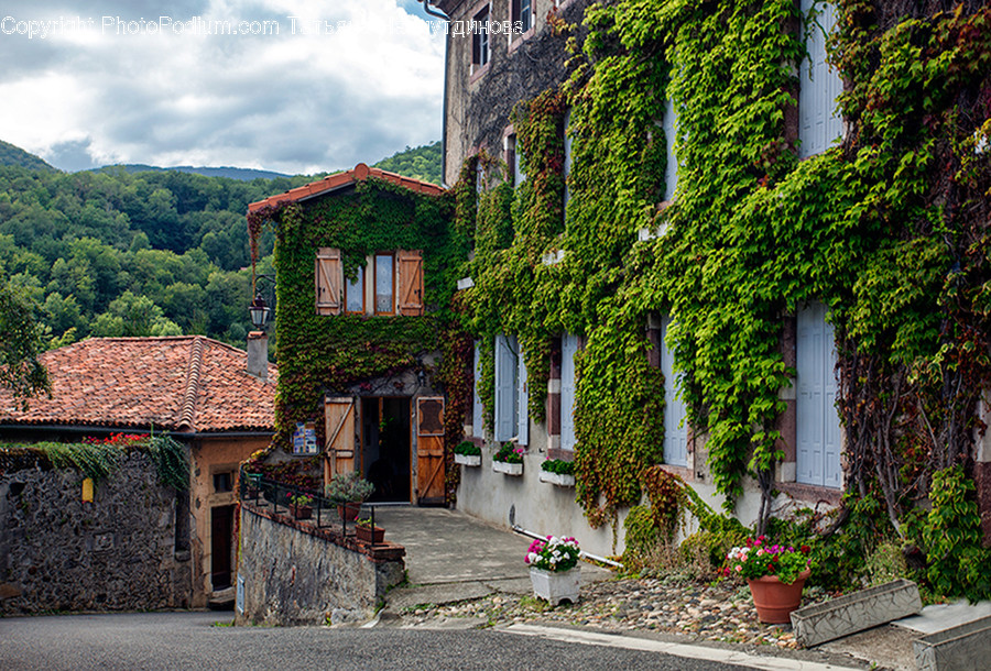 Building, Cottage, Housing, Ivy, Plant