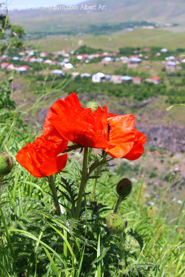 Blossom, Flora, Flower, Plant, Poppy