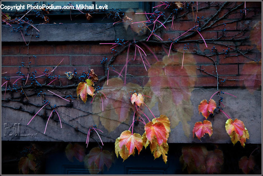 Plant, Vine, Ivy, Bicycle, Bike, Vehicle, Maple