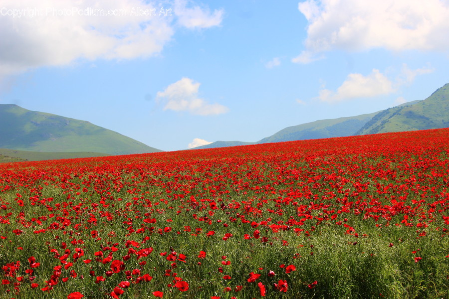 Field, Nature, Outdoors, Blossom, Flora