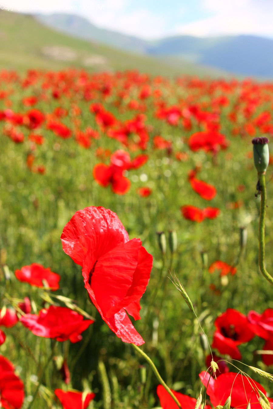 Blossom, Flora, Flower, Plant, Poppy