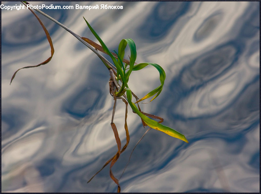 Flower Arrangement, Ikebana, Plant, Potted Plant, Vase, Blossom, Flora