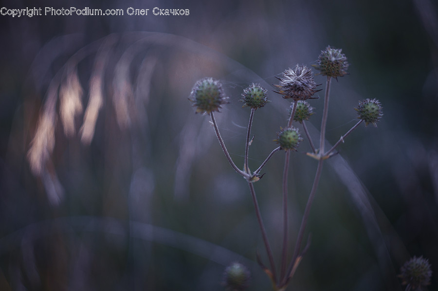 Plant, Weed, Dill, Daisies, Daisy