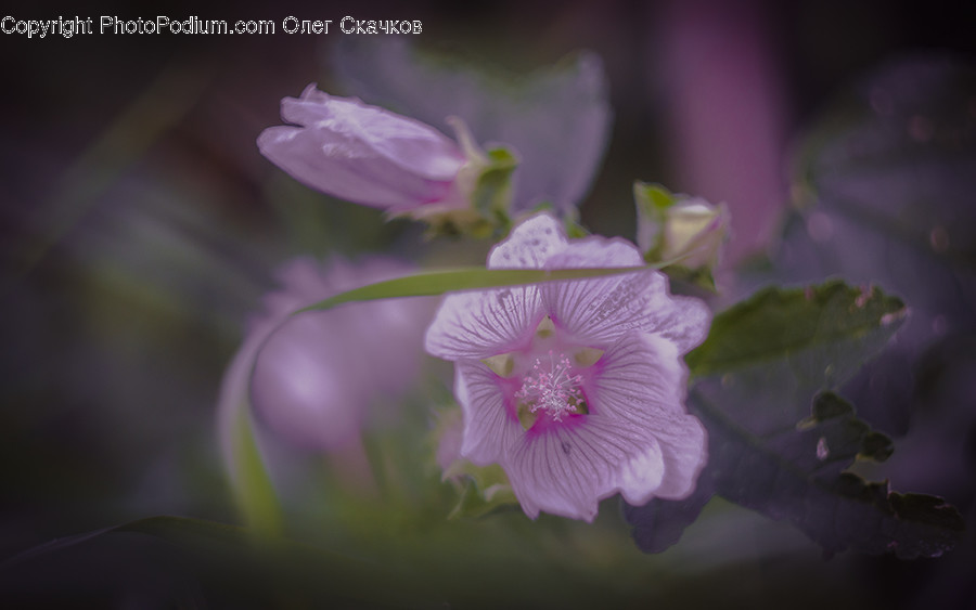 Blossom, Flora, Flower, Geranium, Plant