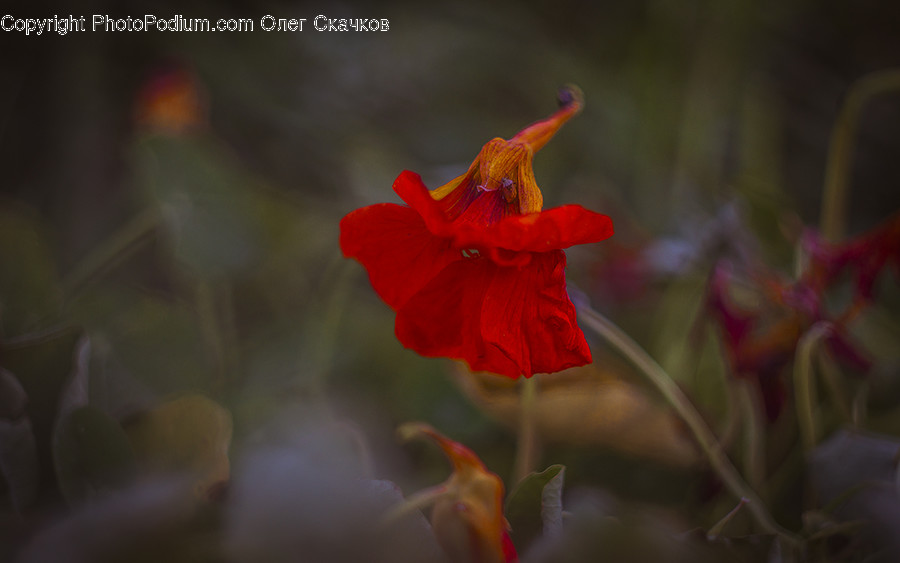 Flora, Flower, Gladiolus, Plant, Hibiscus