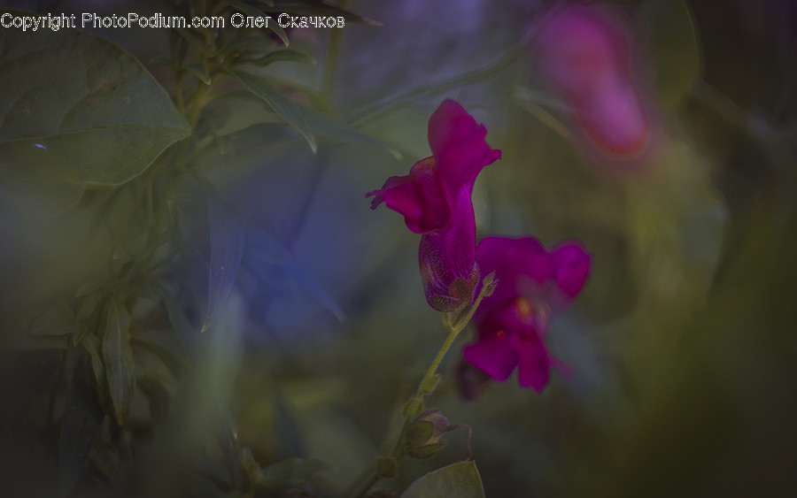 Flora, Flower, Gladiolus, Plant, Blossom