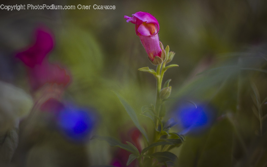Flora, Flower, Gladiolus, Plant, Blossom