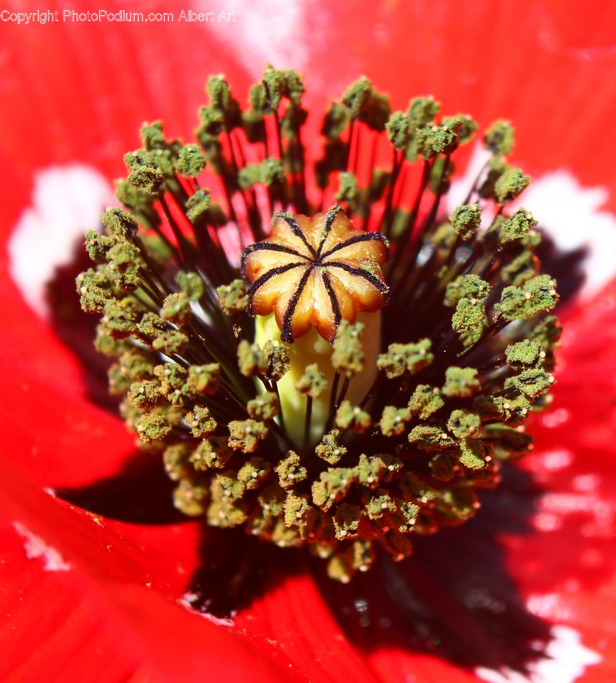 Flora, Pollen, Blossom, Flower, Plant