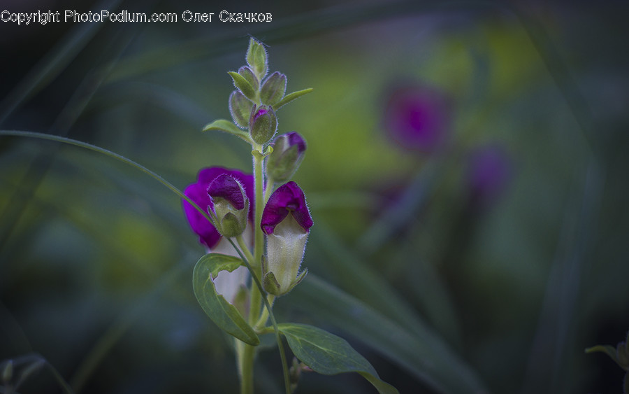 Flower, Lupin, Plant, Flora, Gladiolus