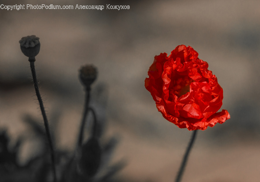 Blossom, Flora, Flower, Geranium, Plant