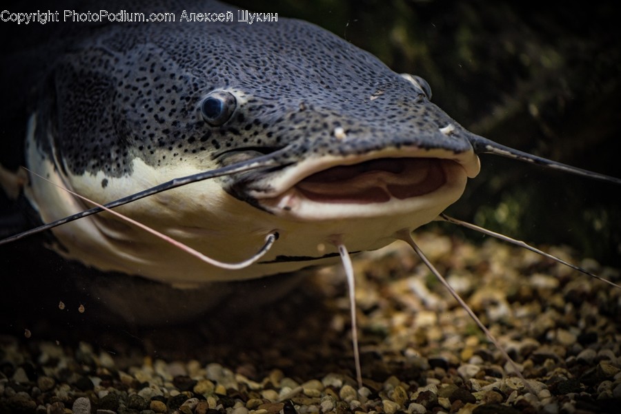 Eel, Fish, Sea Life, Trout