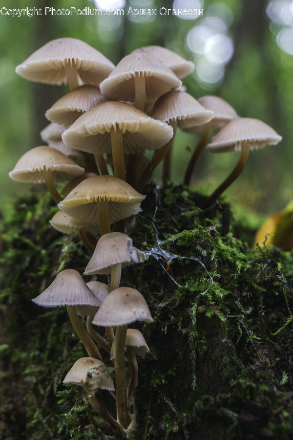 Agaric, Amanita, Fungus, Mushroom, Plant