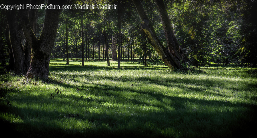 Oak, Tree, Wood, Forest, Vegetation