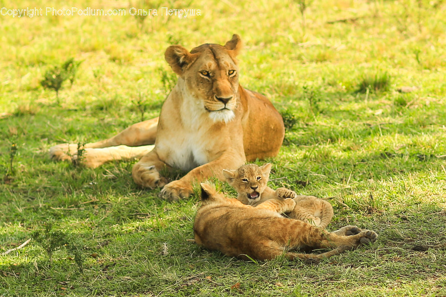 Animal, Lion, Wildlife, Cougar, Puma
