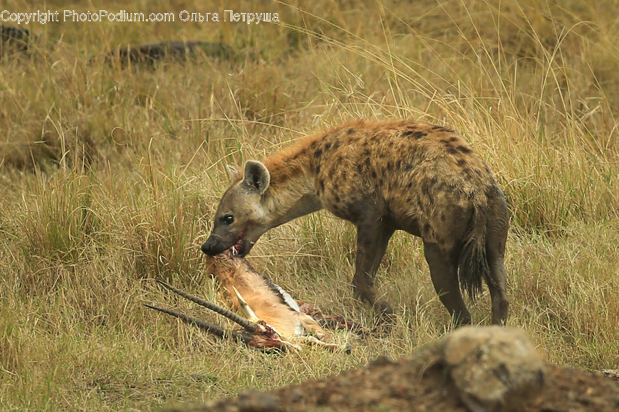 Animal, Canine, Hyena, Mammal, Boar
