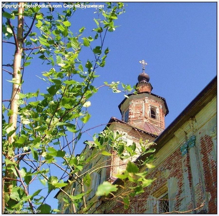Architecture, Bell Tower, Clock Tower, Tower, Ivy, Plant, Vine