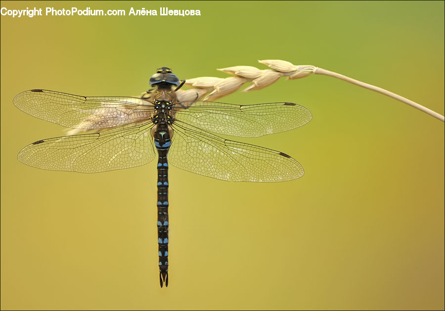 Anisoptera, Dragonfly, Insect, Invertebrate
