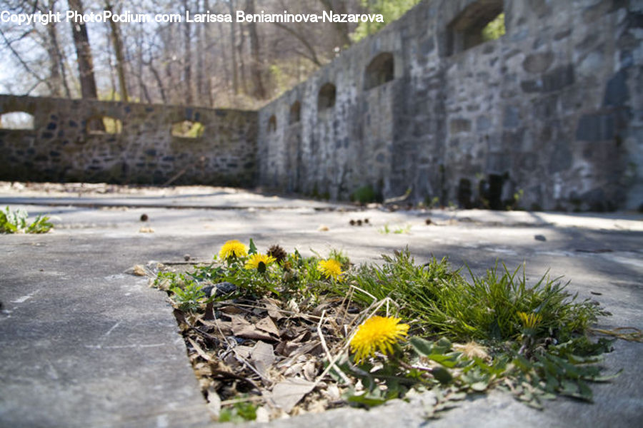 Dandelion, Flower, Plant, Asphalt, Tarmac, Castle, Fort