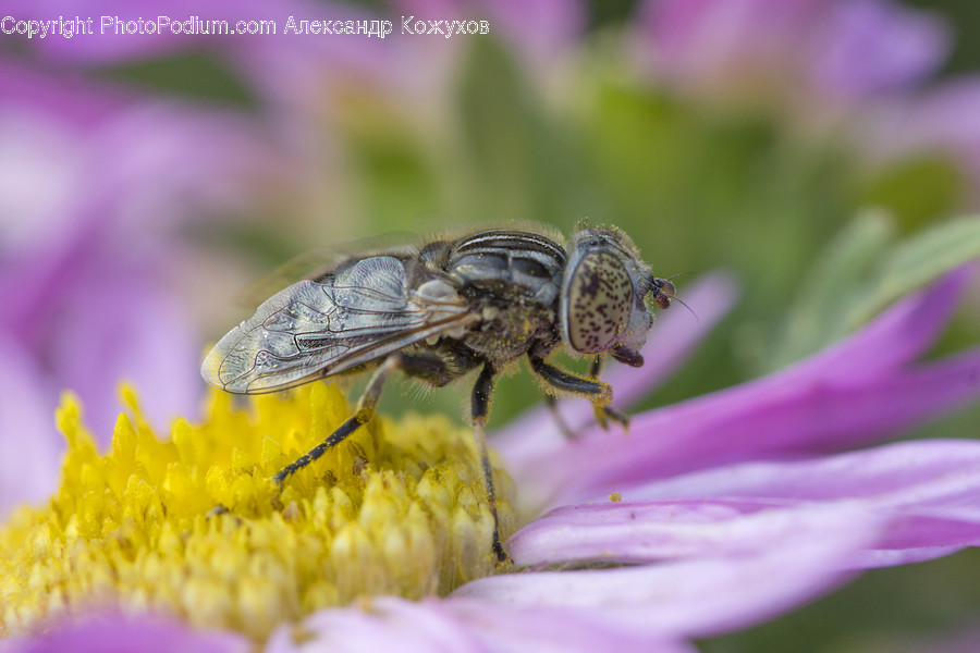 Bee, Insect, Invertebrate, Bumblebee, Honey Bee