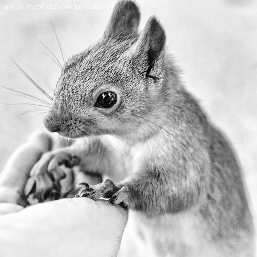 Animal, Mammal, Rodent, Squirrel