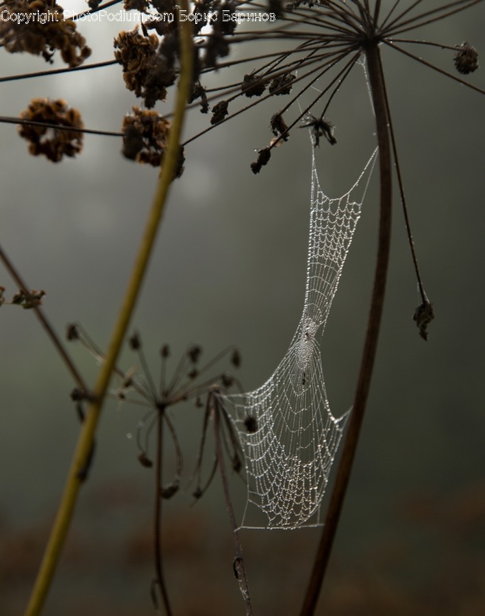 Insect, Spider Web, Blossom, Flora, Flower
