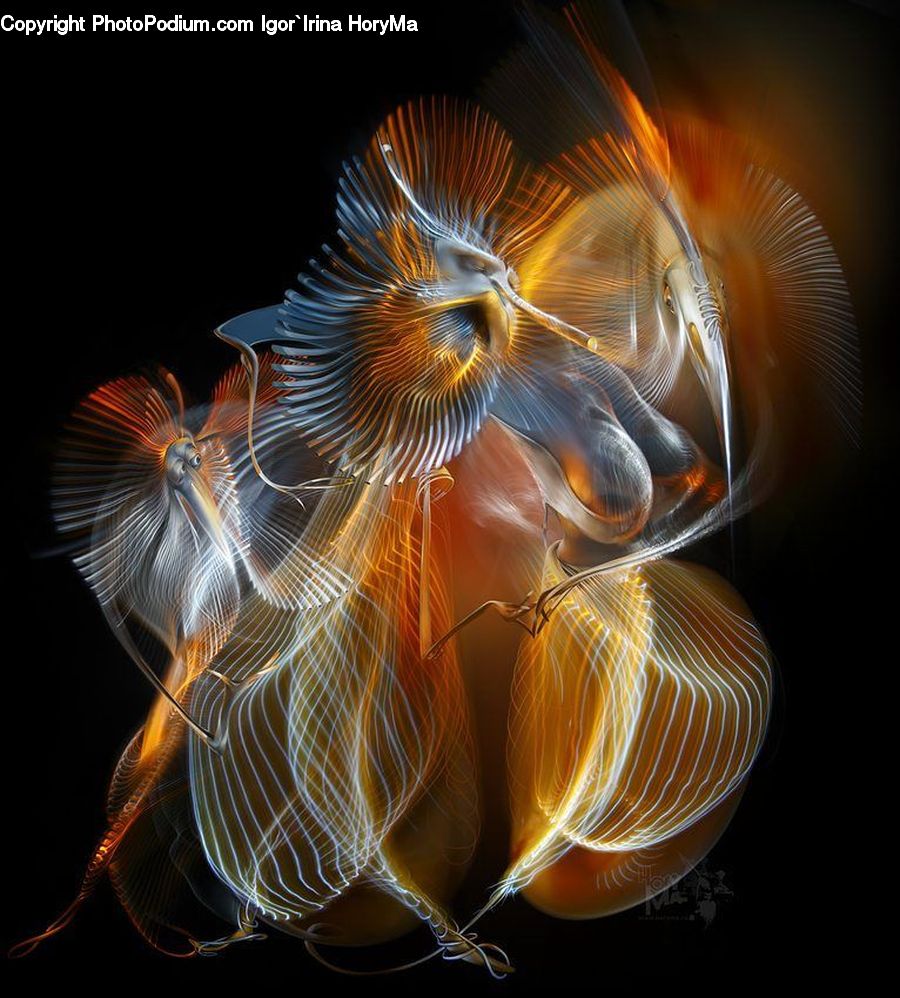 Invertebrate, Jellyfish, Sea Life, Fractal