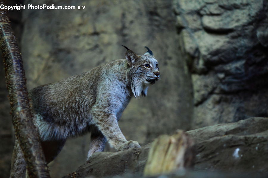 Animal, Leopard, Lynx, Wildlife, Cougar, Lion, Puma