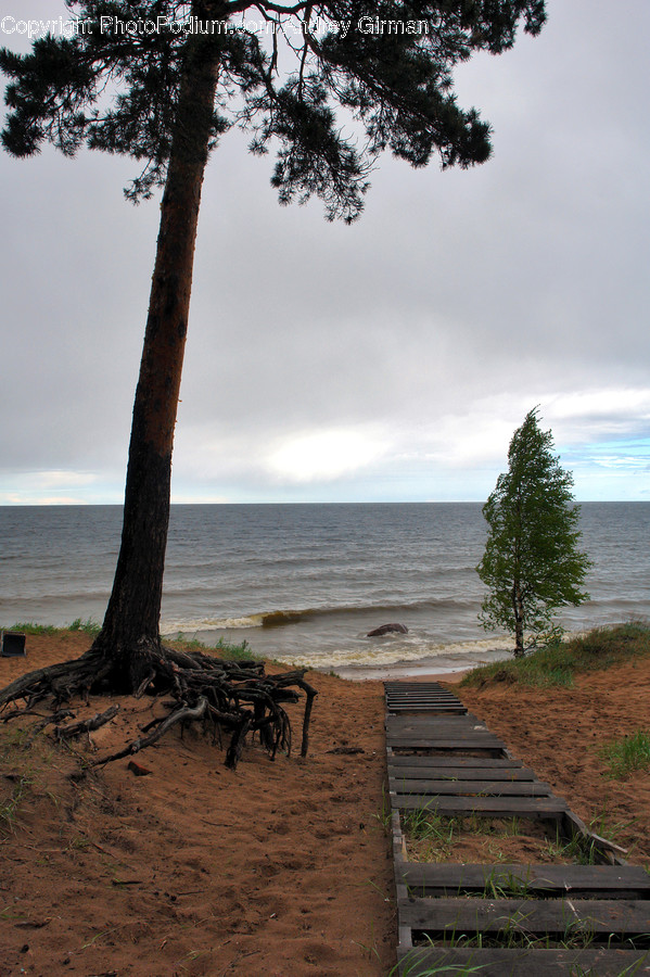 Root, Conifer, Fir, Pine, Spruce