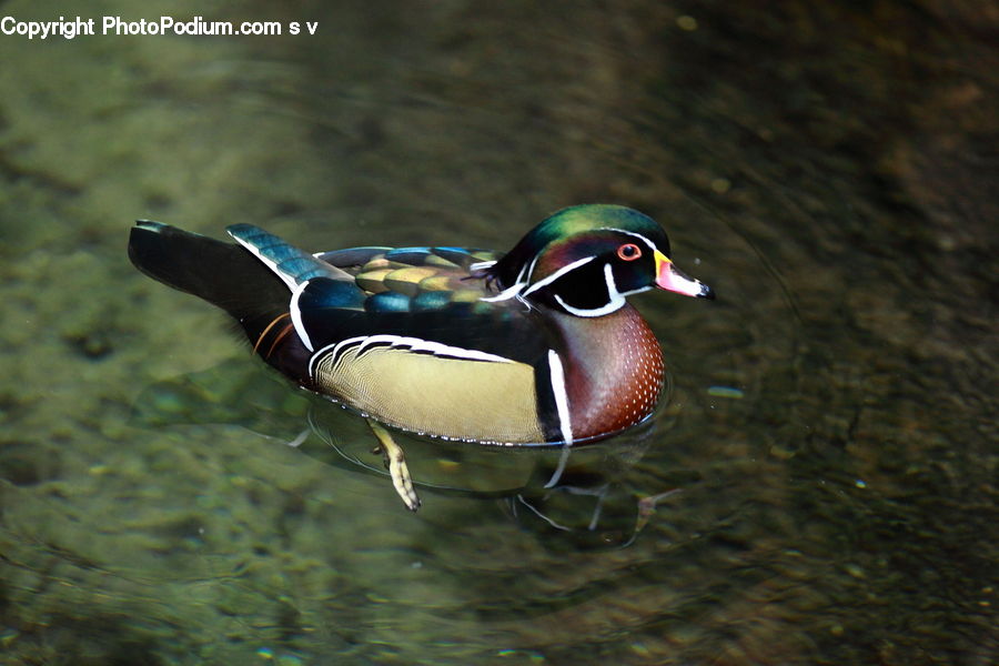Bird, Duck, Teal, Waterfowl