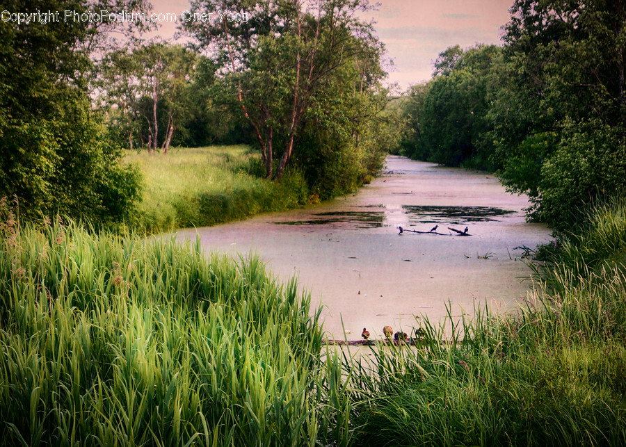 Field, Grass, Grassland, Plant, Tree