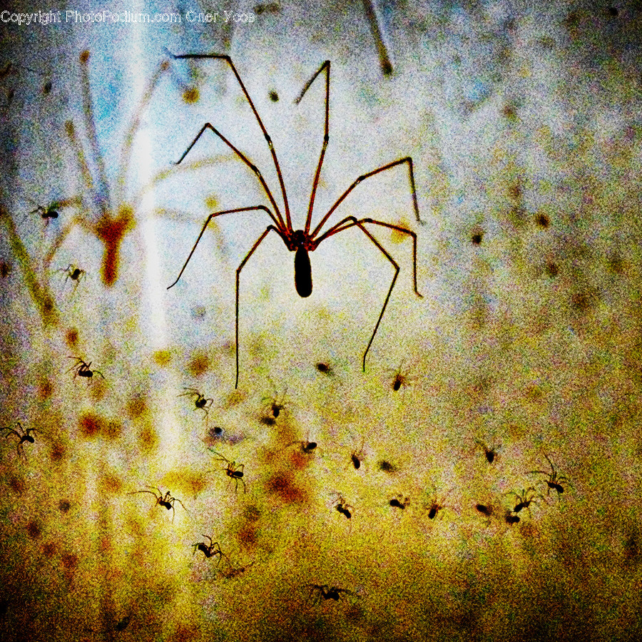 Insect, Invertebrate, Mosquito, Blossom, Flora
