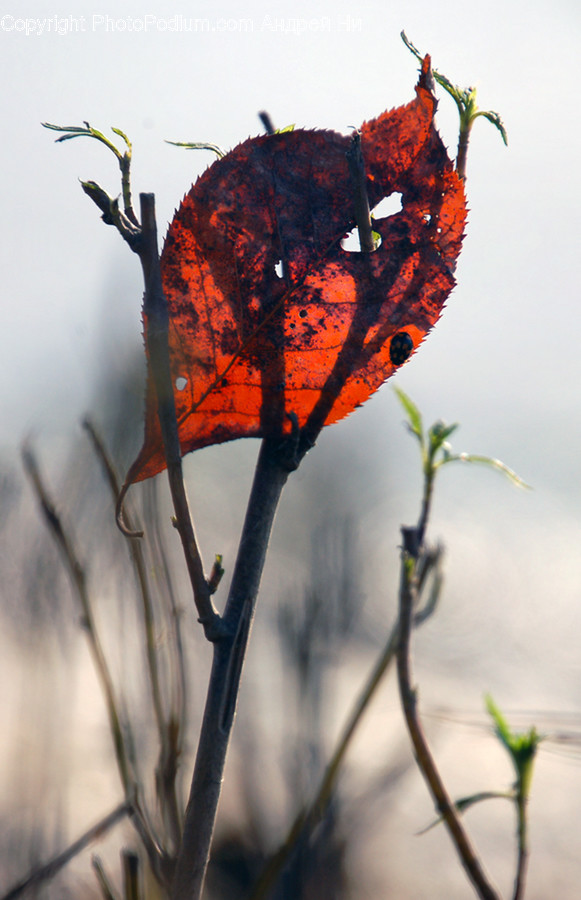 Butterfly, Insect, Invertebrate, Plant, Vegetation