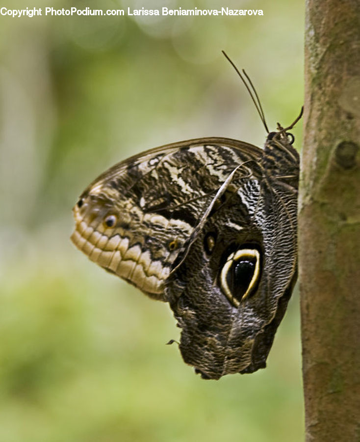 Butterfly, Insect, Invertebrate