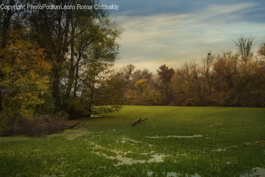 Field, Grass, Grassland, Land, Outdoors