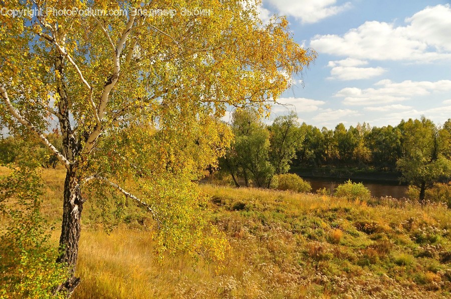 Birch, Tree, Wood, Dirt Road, Gravel